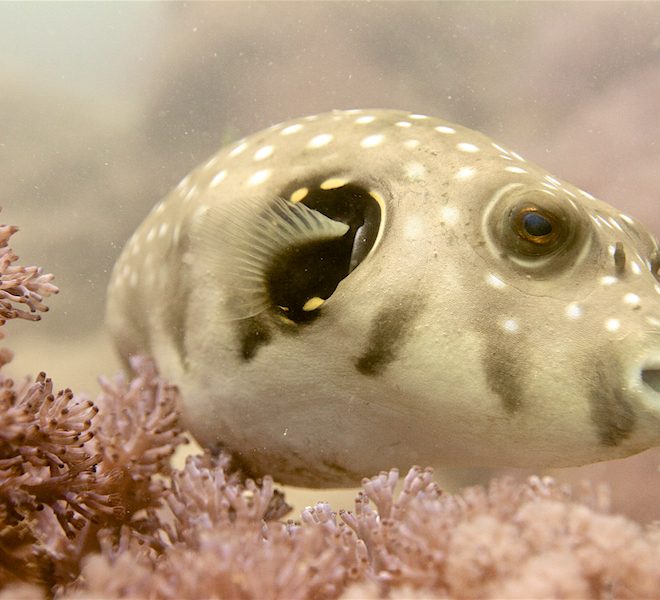 Tetraodontidae-Arothron hispidus-Poisson ballon à tâches blanches-White spotted puffer-Big Eyes-Jean Loncle-IMG_0349