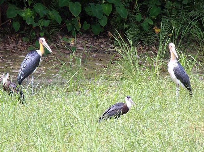 21a94ca5-asian-woollyneck-and-lesser-adjutant